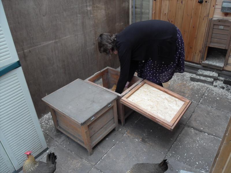 I lift Butterscotch out of the nest box