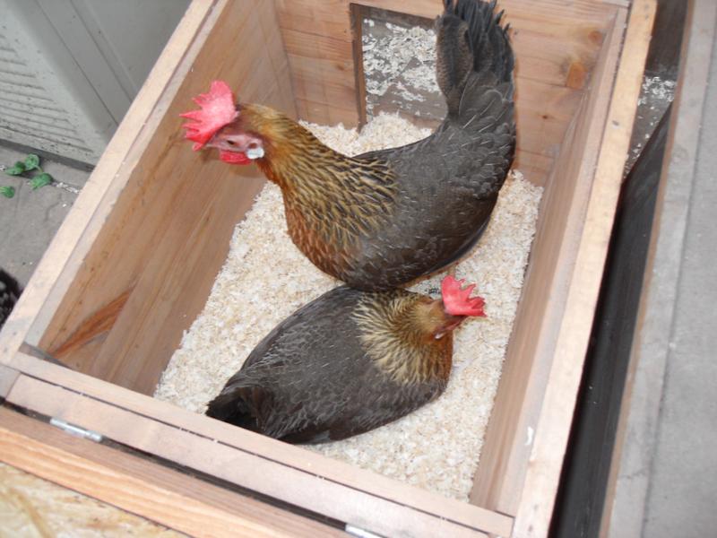 Peaches and Barley share the other nest box