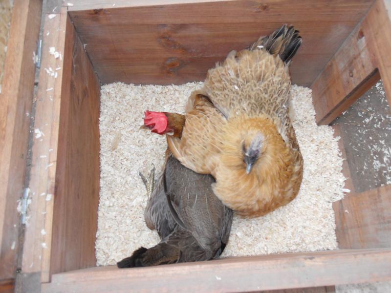 Peaches and butterscotch share the nest box