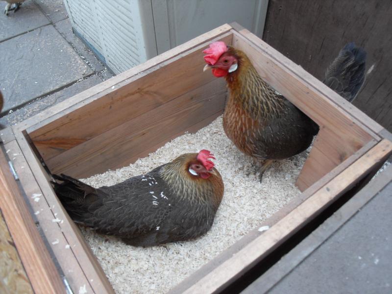 Peaches is trying to lay her egg while Barley watches over her