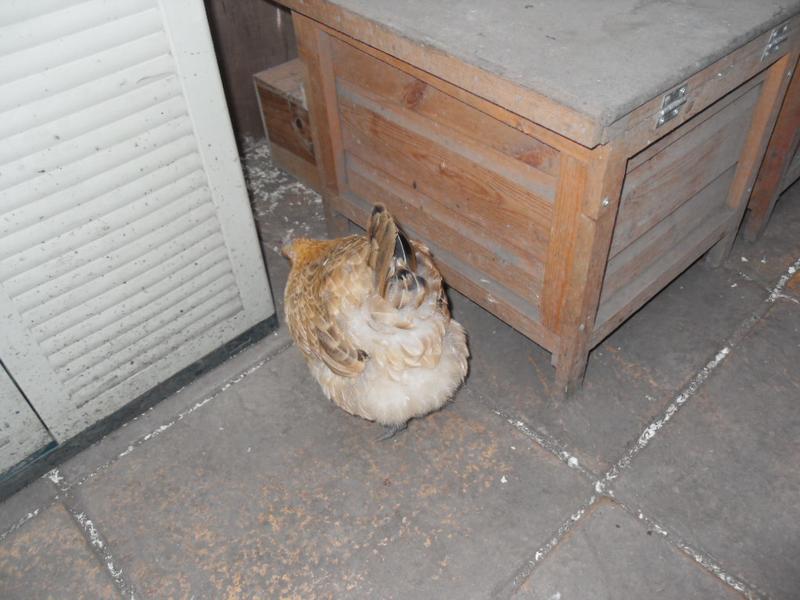 She tries to find her way back into the nest box (now closed).