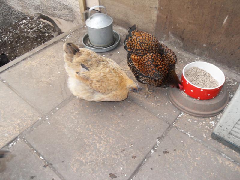 She eats some pellets from the floor, no time to take them from the dish