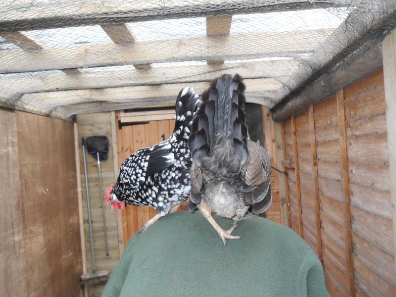 Speckles and peaches on my shoulders