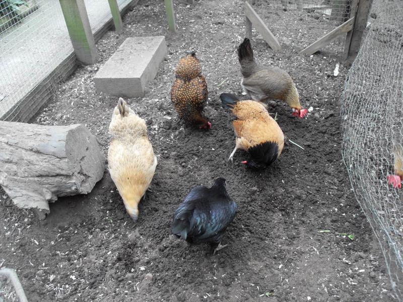 The girls spread the compost