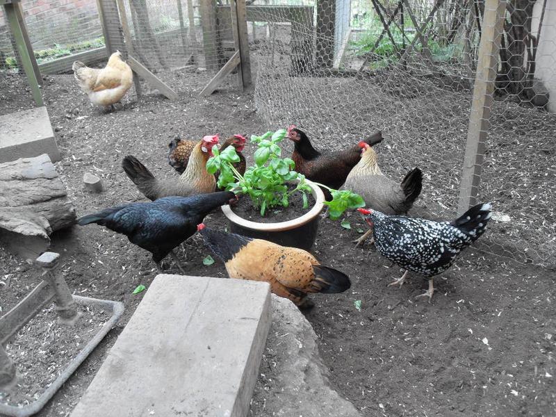 The girls surround the basil