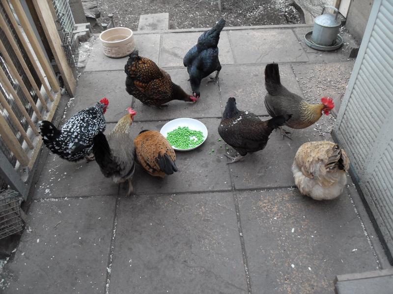 The girls loved the peas