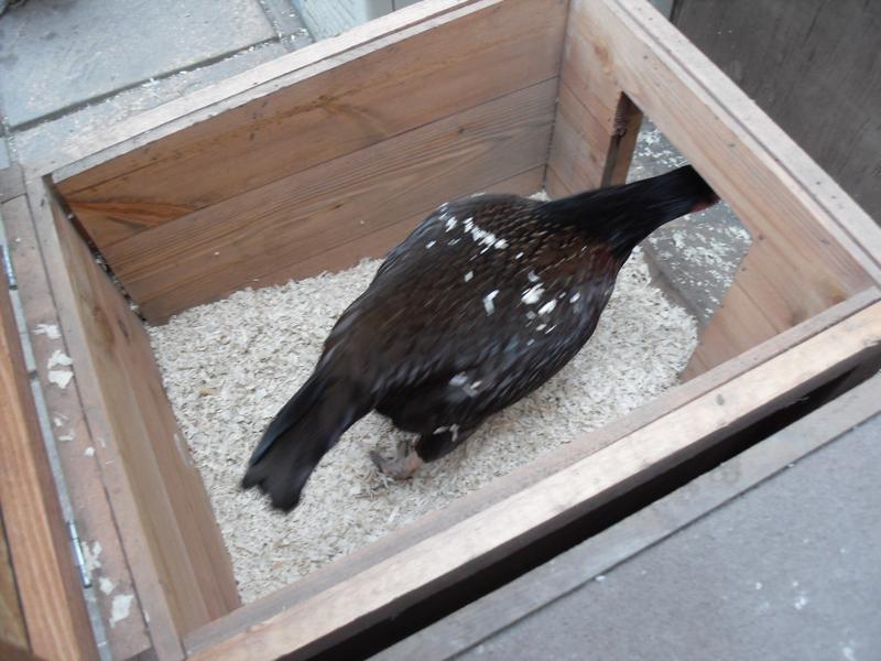 Toffee leaving the nest box after laying her egg