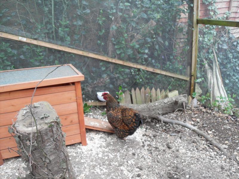 Topaz checks out the coop/nest box. We have one just like this!