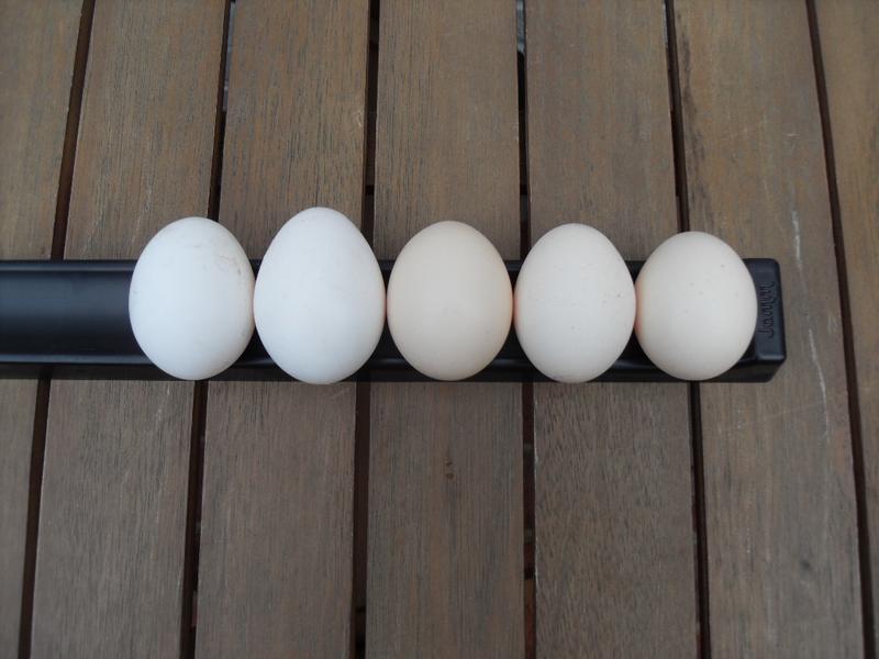 A five egg day