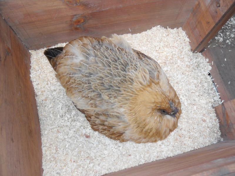 Butterscotch is broody again