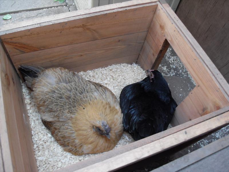 Emerald is sharing a nest box with Butterscotch