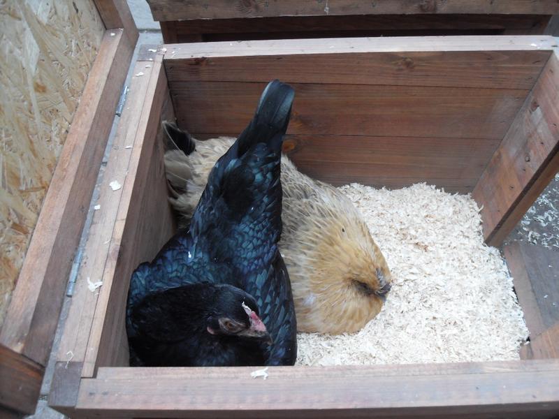 Emerald shares a nest box with Butterscotch