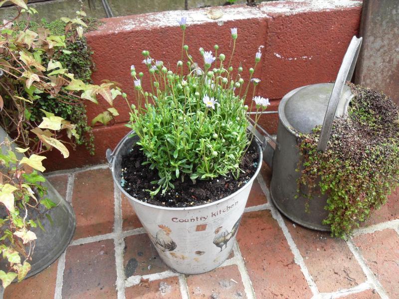 A new plant in my chicken bucket