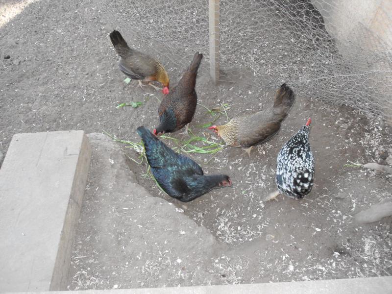 They love dandelions