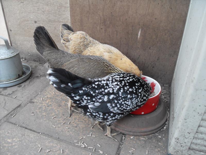 Three heads in the food bowl