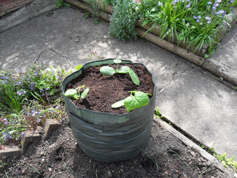 Three courgette plants are in the bag