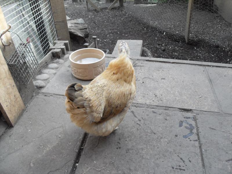 Butterscotch's head feathers are coming in at last