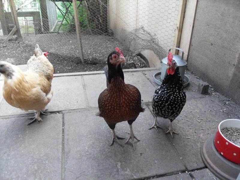 Toffee has feathers sticking out under each wing