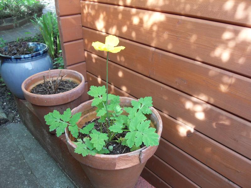 Self seeded yellow poppy