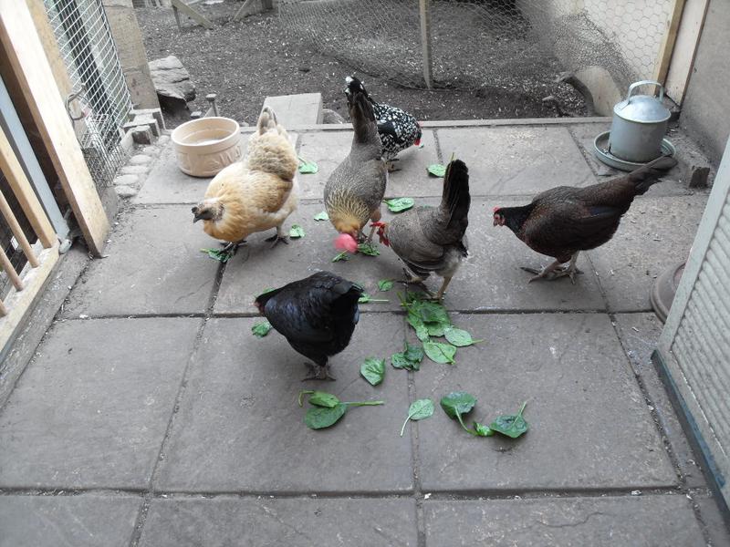 The flock share some spinach