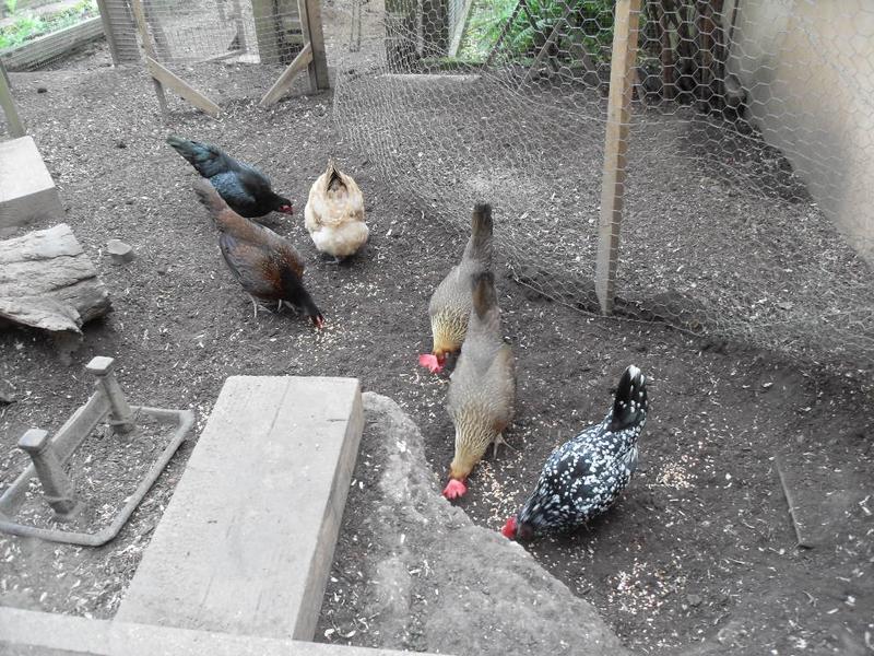 The flock share their morning corn