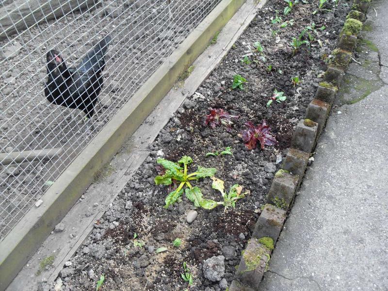 The girl's chard being