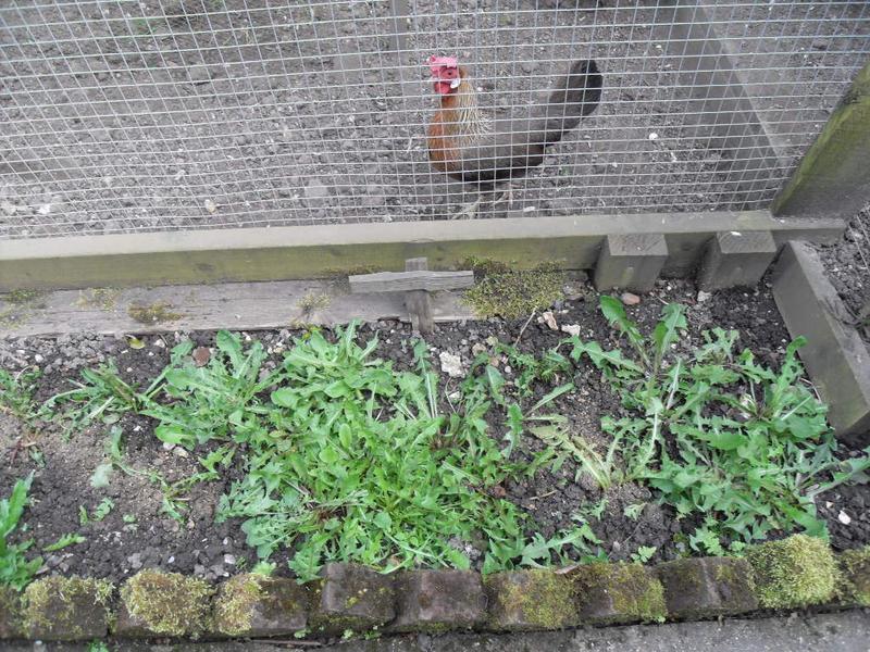 The girl's dandelion patch