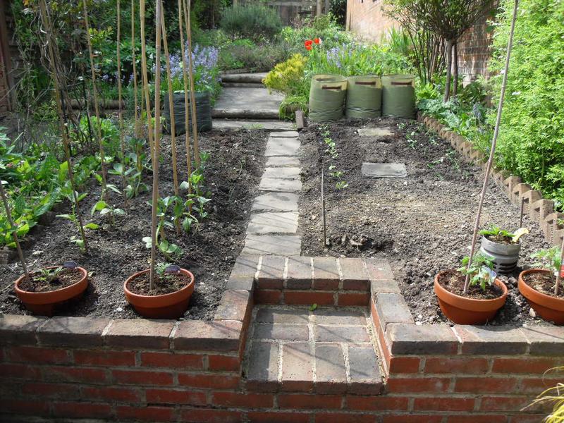 The veg plot on Saturday