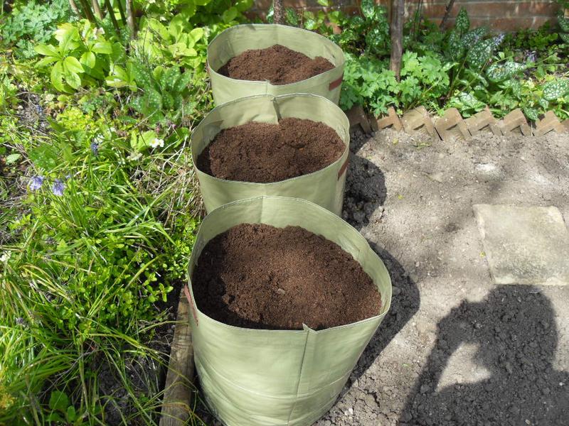 Three potato bags with maris piper seed potatoes planted