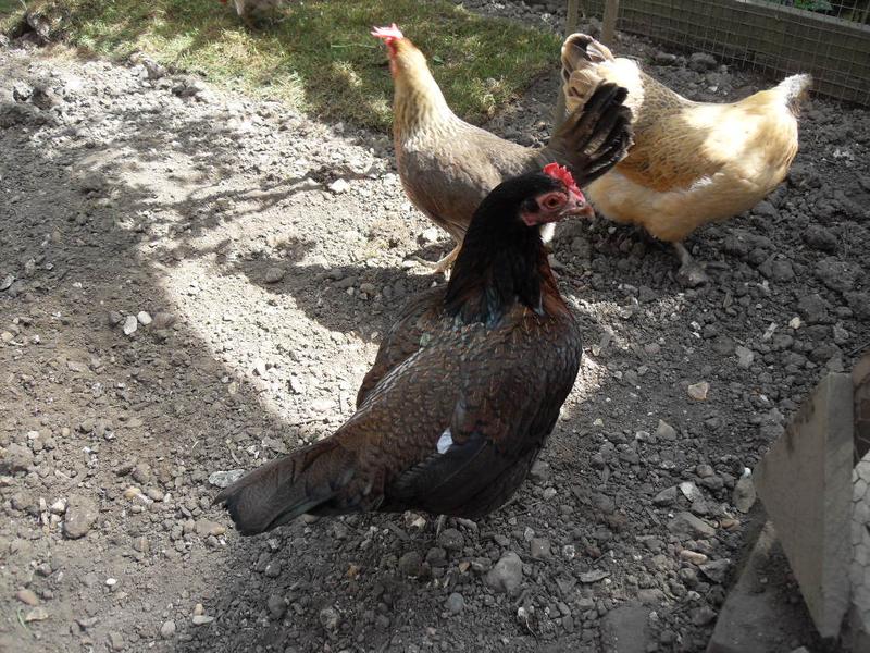 Toffee's white tipped feather