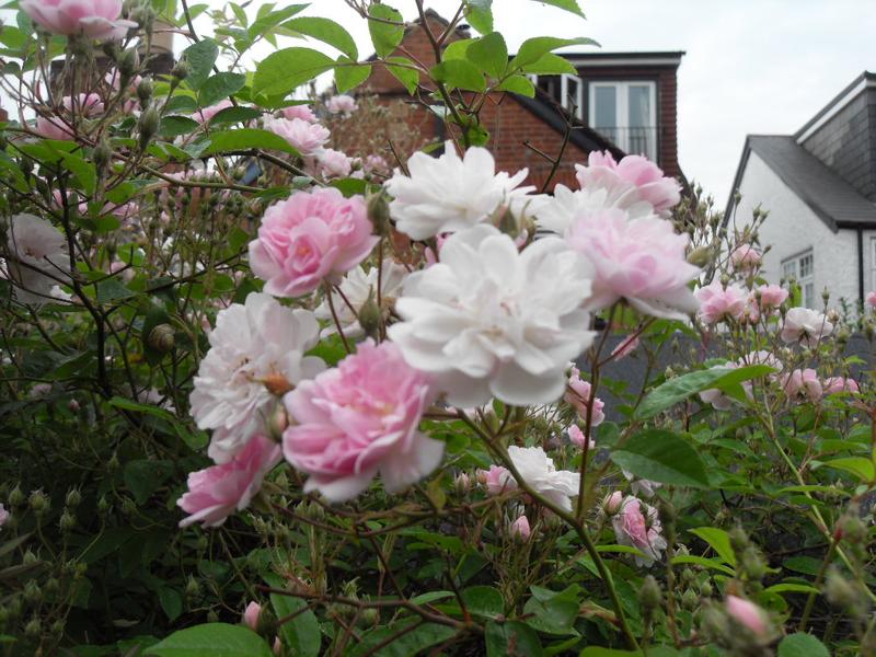 Close up the flowers are two shades of pink