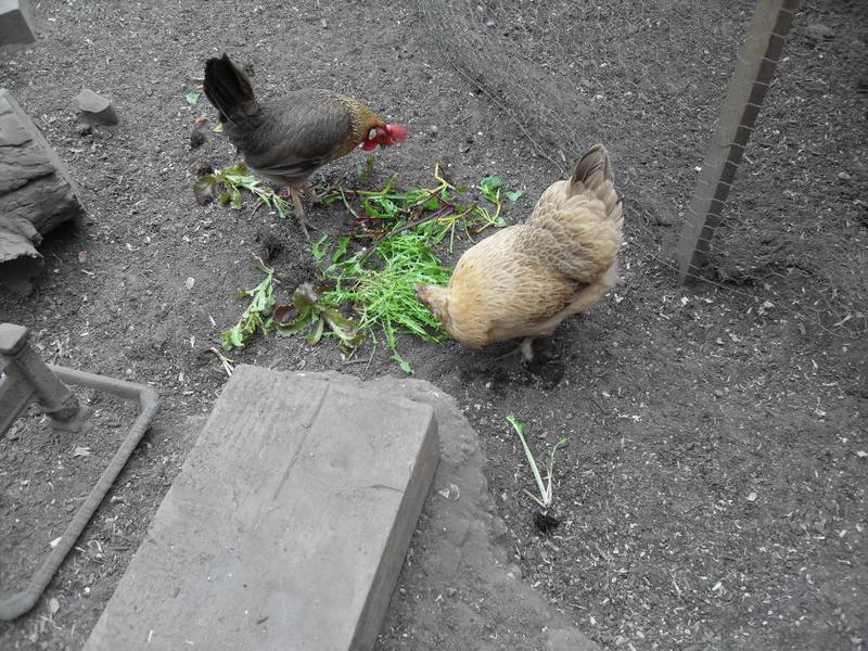 Barley and Butterscotch are first to the chard