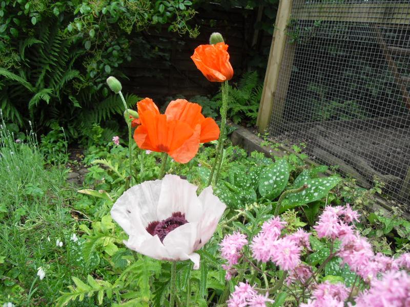 Big poppies