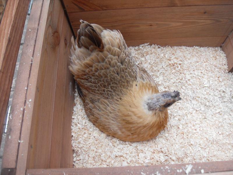 Butterscotch is back in the nest box