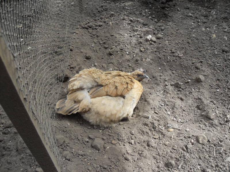 Butterscotch was too busy having a dust bath