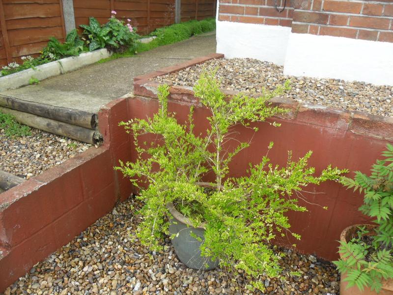 Edge of front steps