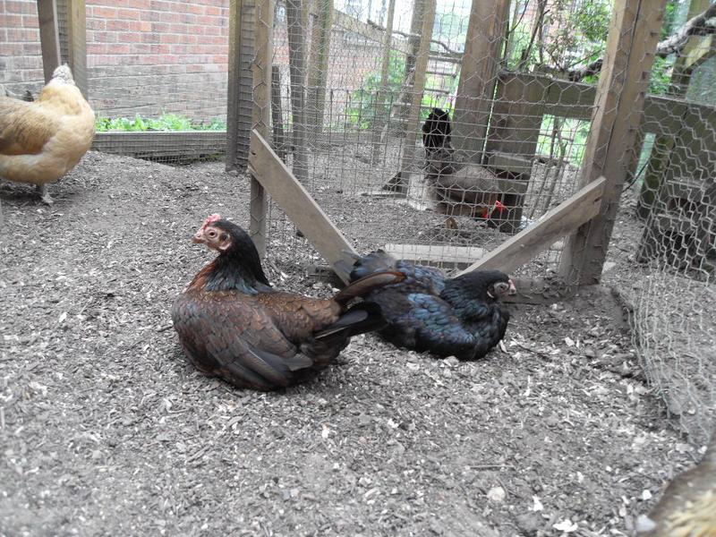 Toffee and Emerald sit together