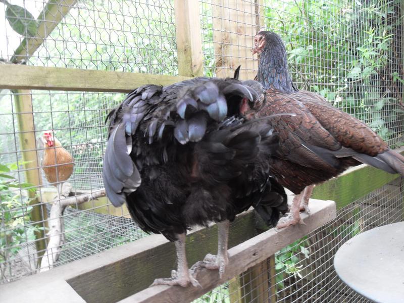 Emerald preening