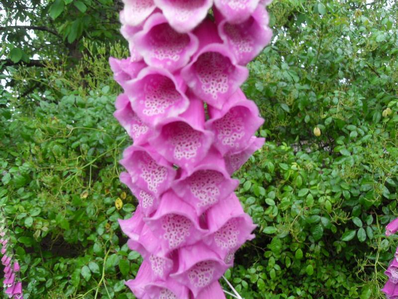 Fox glove