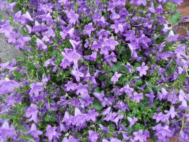 Campanula