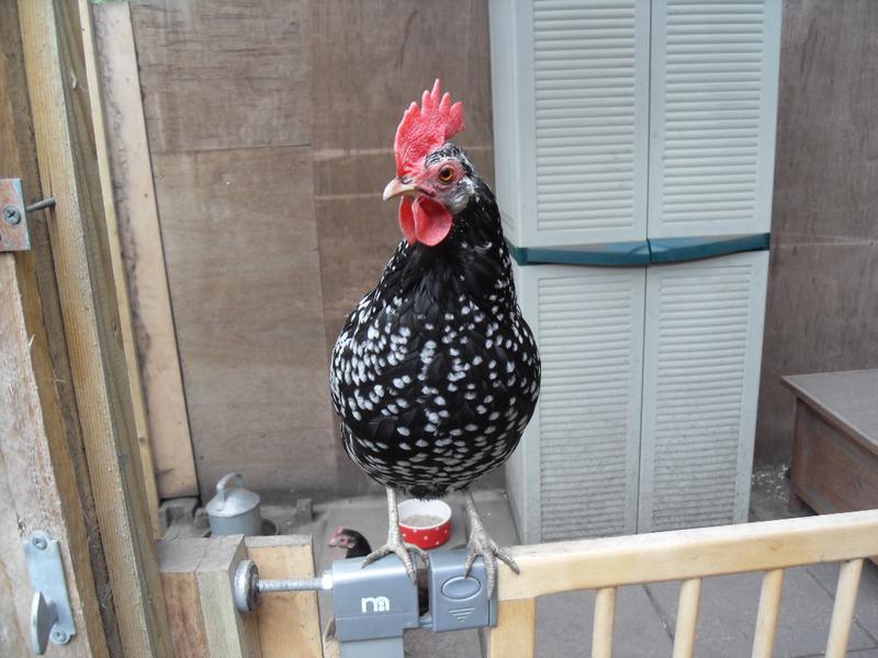 Her comb is magnificent