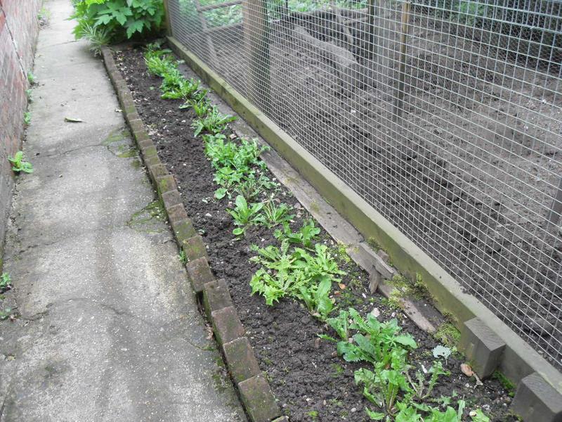 The chicken's strip is now just a single row of healthy dandelions