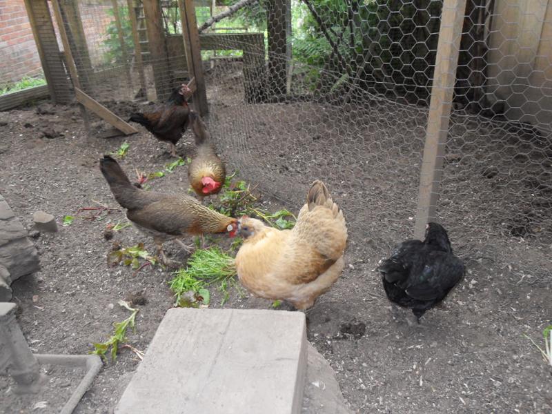 Peaches and Barley are enjoying the chard