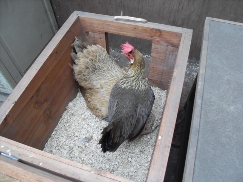 Peaches lays her egg next to Butterscotch