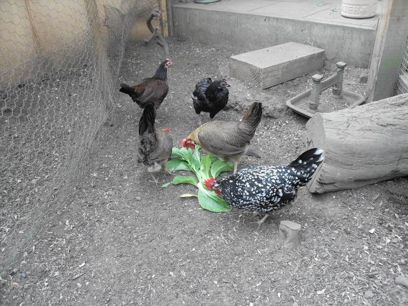 Peaches, Barley and Speckles love any greens