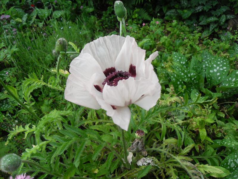 Pink poppy