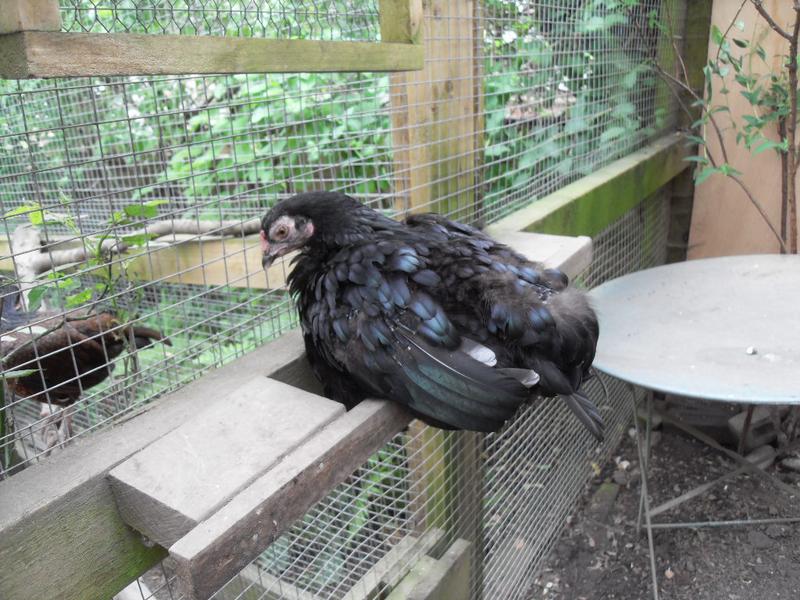 Poor Emerald perches in the shade