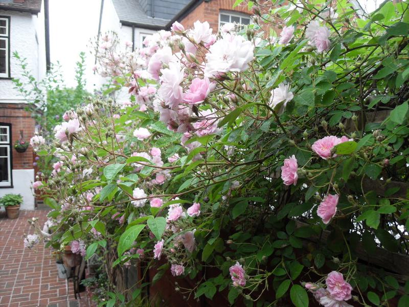 It rambles along the side fence towards the front of the house