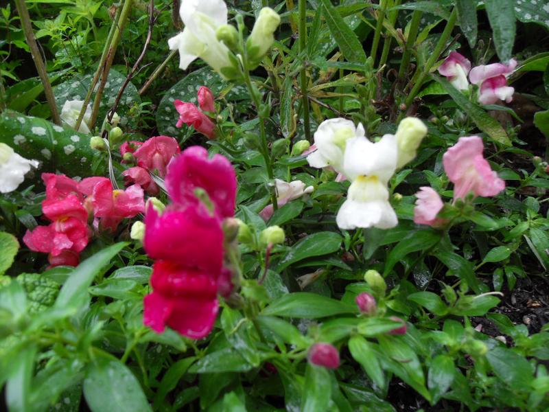 Antirrhinums