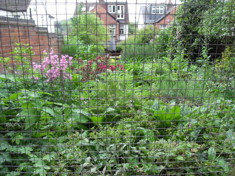 The girl's outlook in to the garden